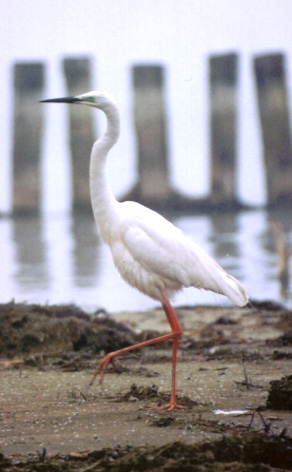  Віншую, дакладна! Egretta alba modesta-type